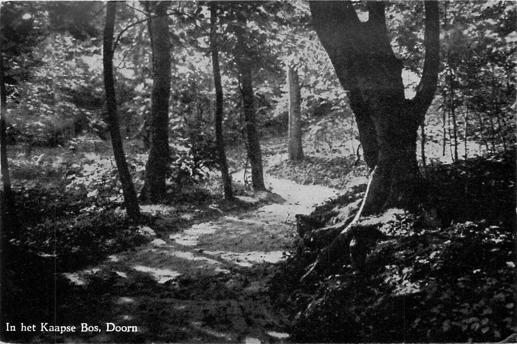 Doorn In het Kaapse Bos