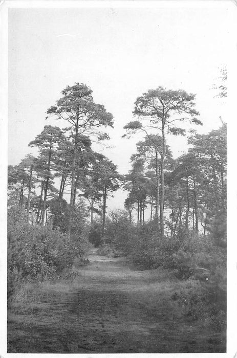 Driebergen-Rijsenburg Driebergsebos