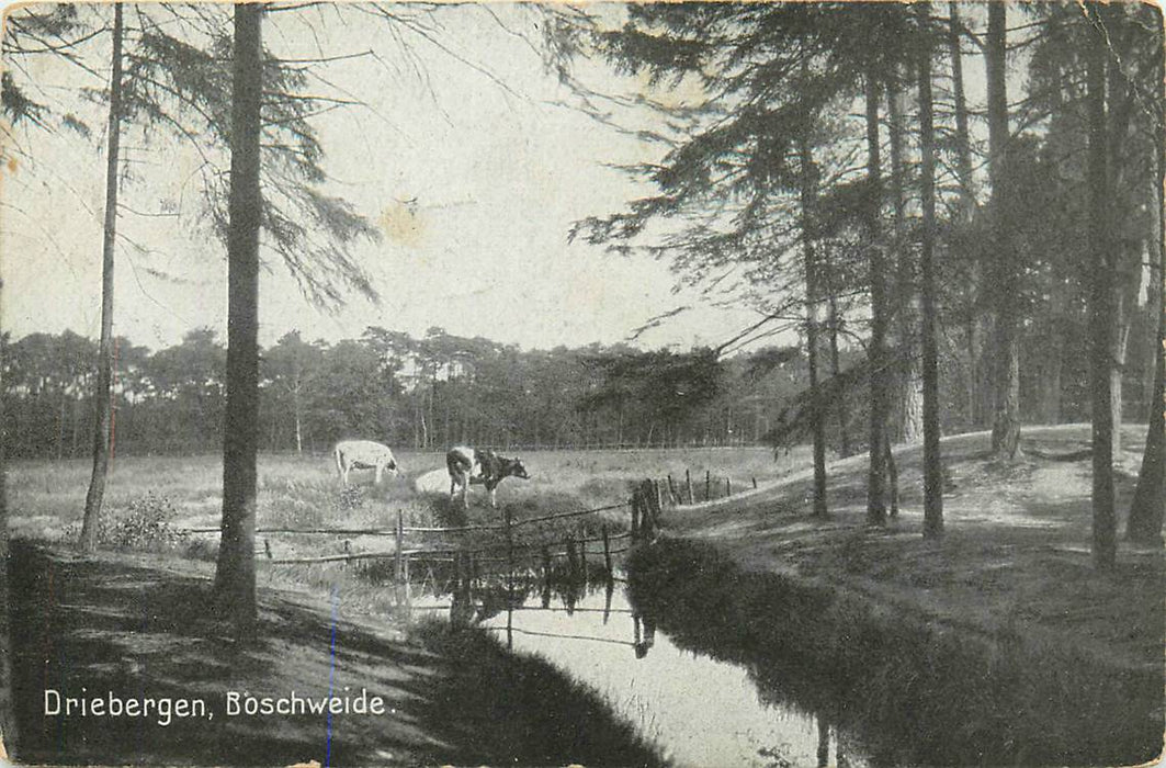 Driebergen-Rijsenburg Boschweide