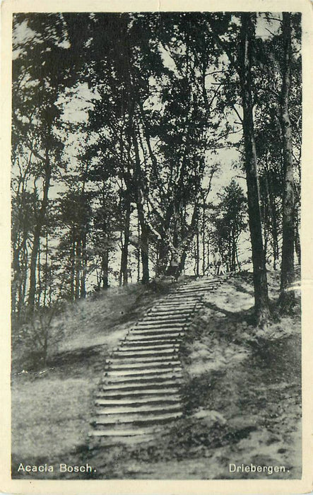 Driebergen-Rijsenburg Acacia Bosch