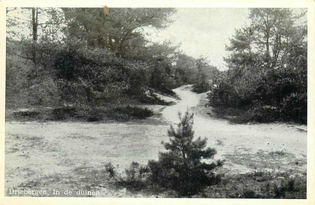 Driebergen-Rijsenburg In de duinen