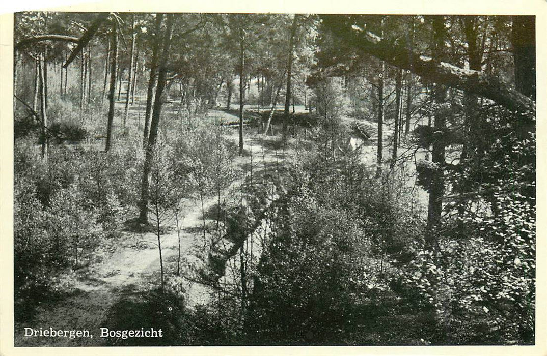 Driebergen-Rijsenburg Bosgezicht