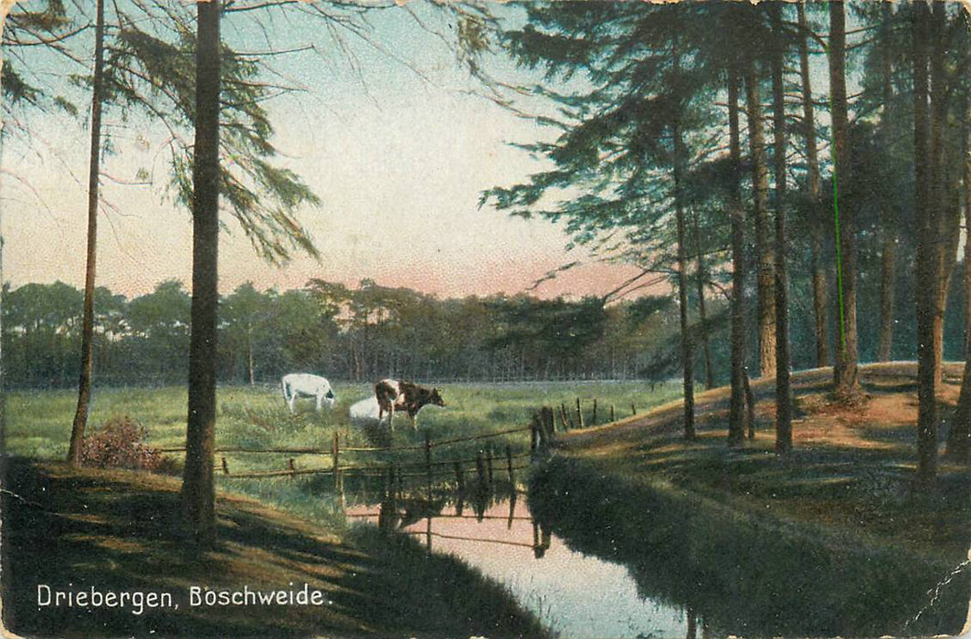 Driebergen-Rijsenburg Boschweide