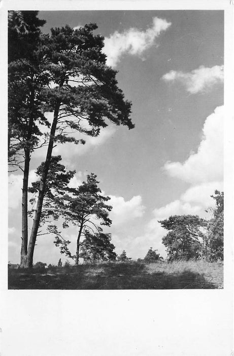 Driebergen-Rijsenburg Op de heide