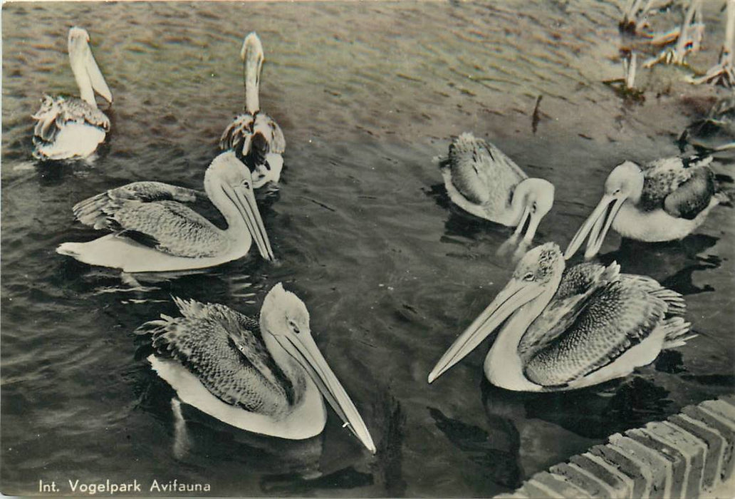 Alphen aan den Rijn Avifauna