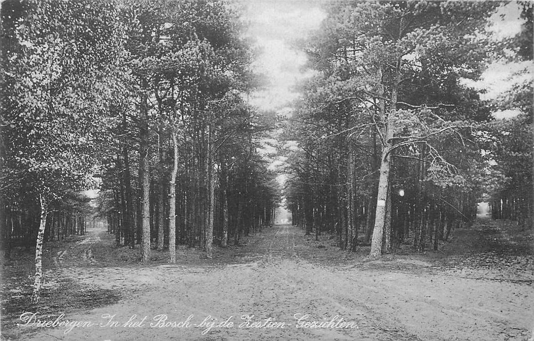 Driebergen-Rijsenburg In het Bosch