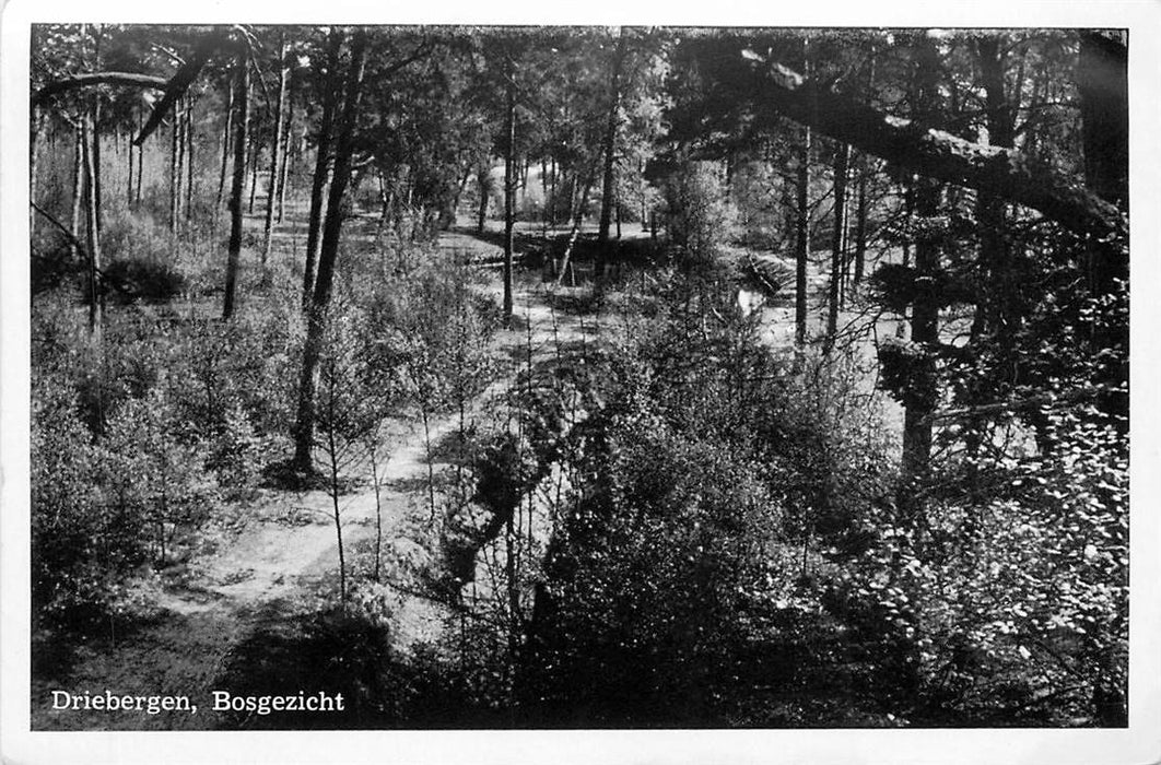 Driebergen-Rijsenburg Bosgezicht