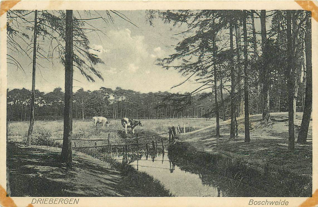 Driebergen-Rijsenburg Boschweide