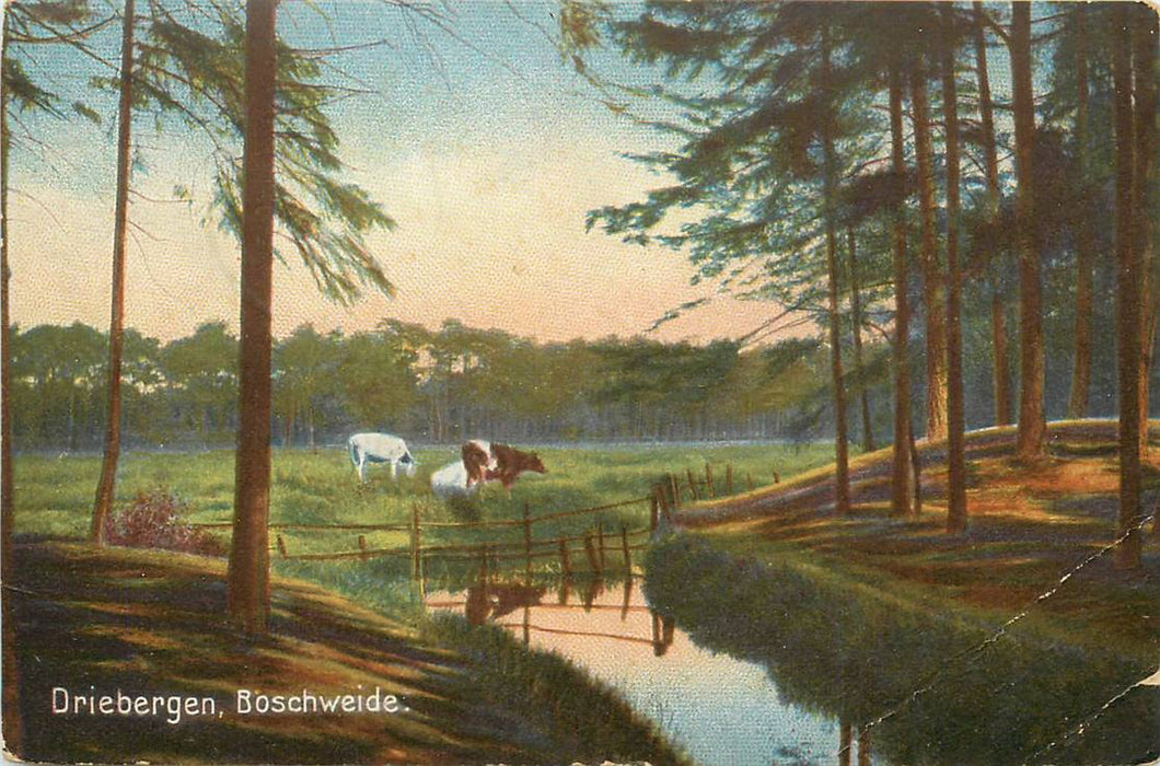 Driebergen-Rijsenburg Boschweide