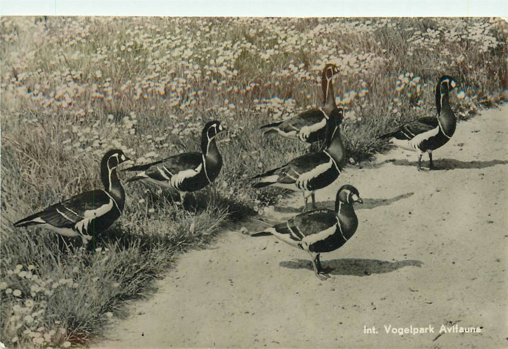 Alphen aan den Rijn Avifauna