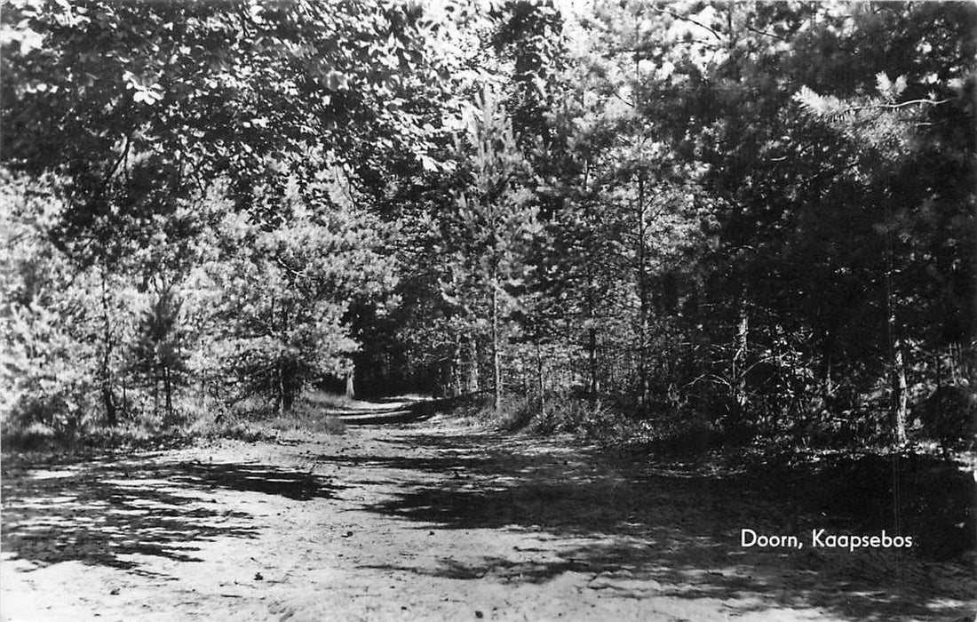 Doorn Kaapsebos