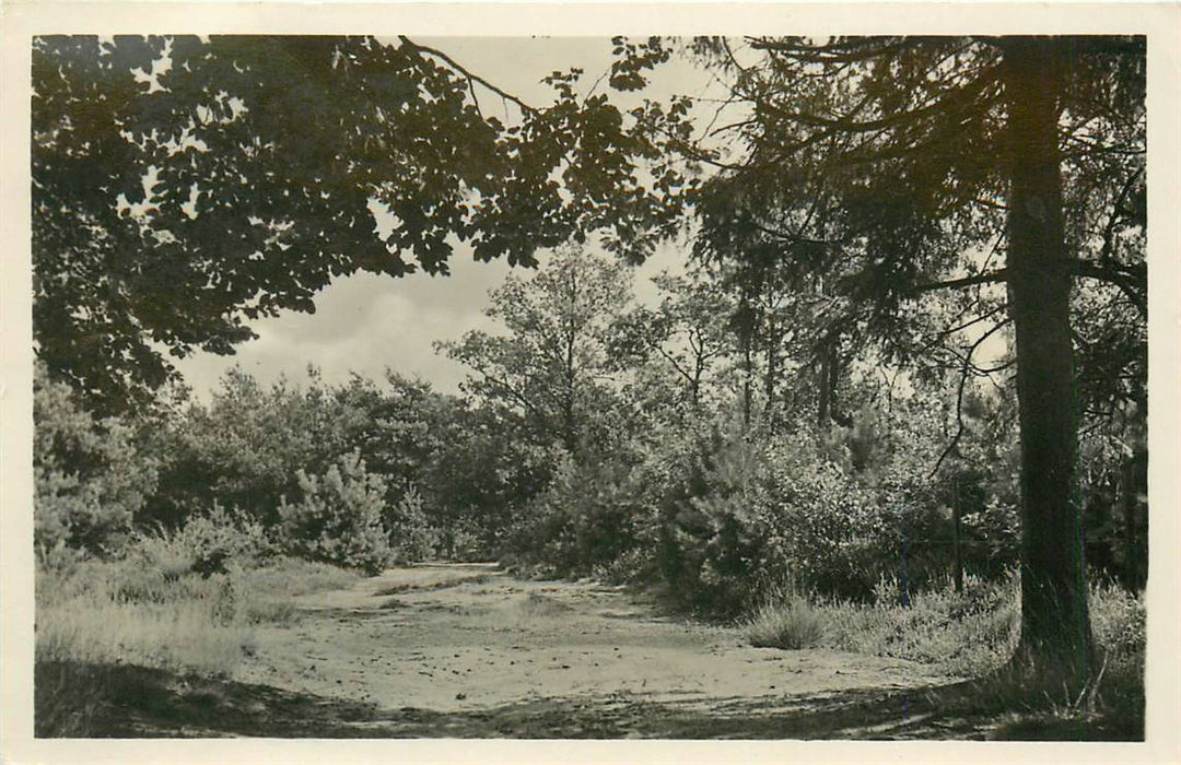 Driebergen-Rijsenburg In het Driebergse bos