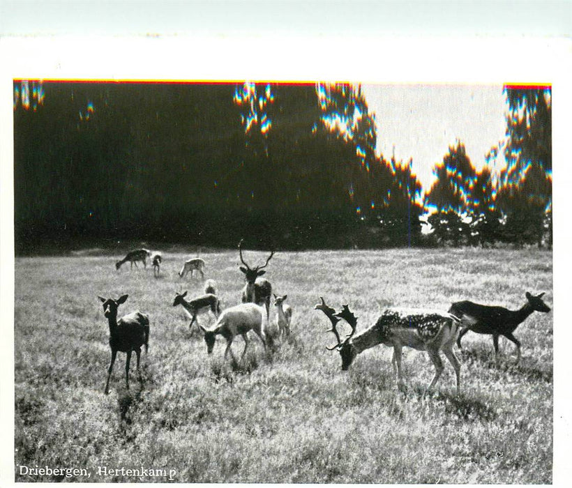 Driebergen-Rijsenburg Hertenkamp