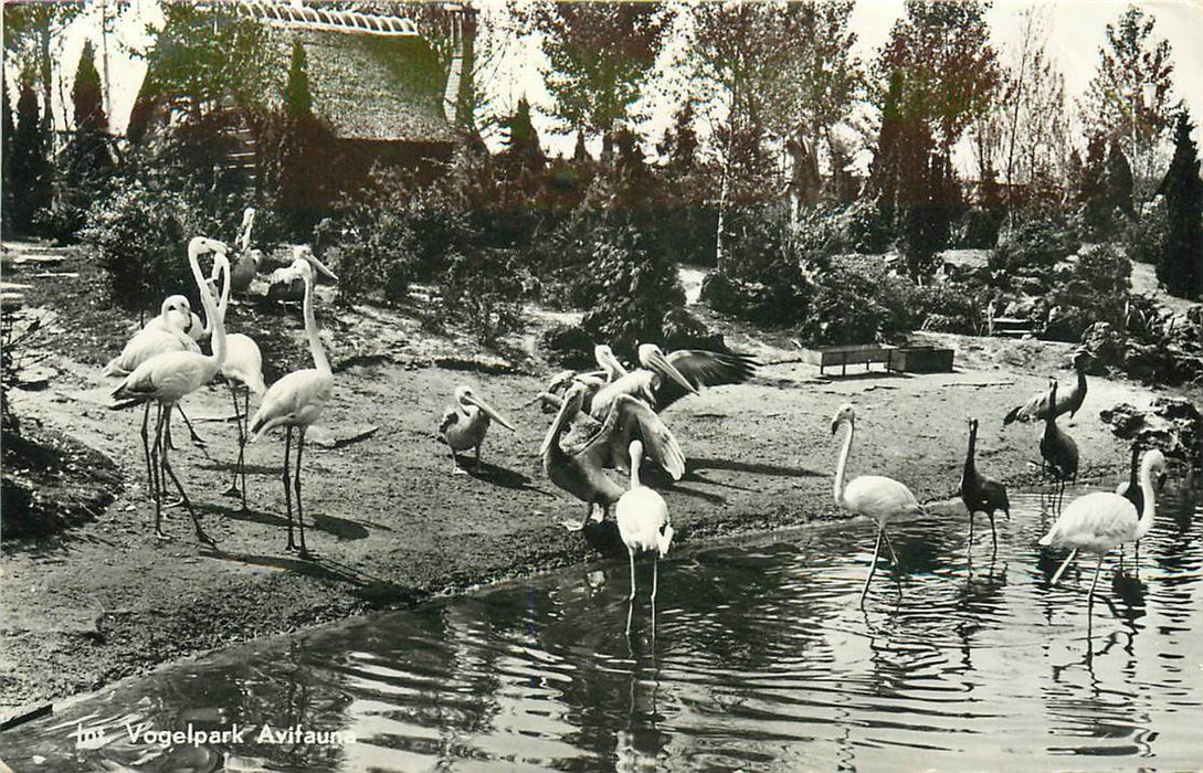 Alphen aan den Rijn Avifauna