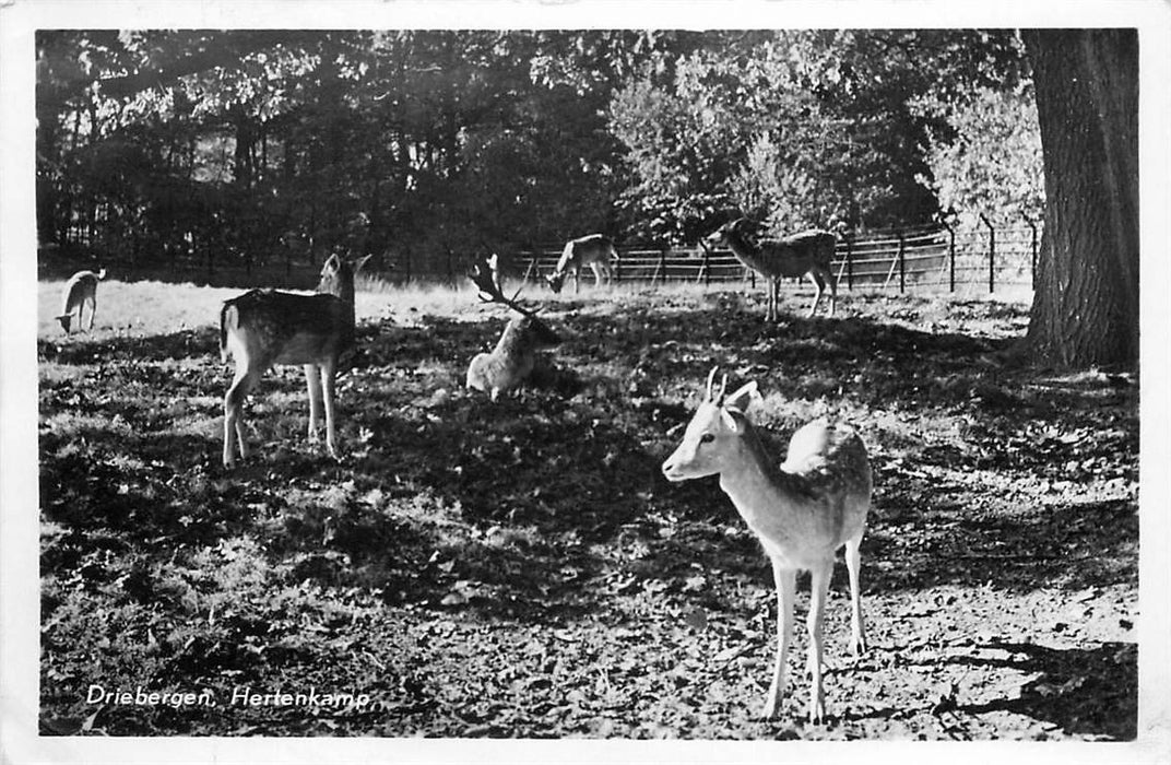 Driebergen-Rijsenburg Hertenkamp