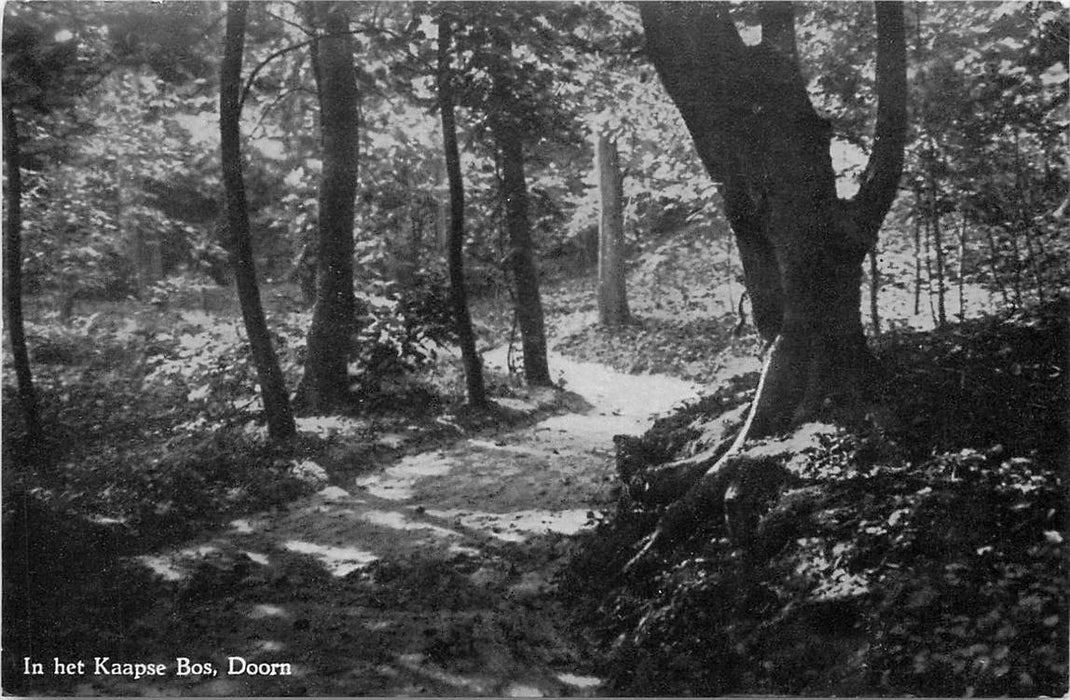 Doorn In het Kaapse Bos