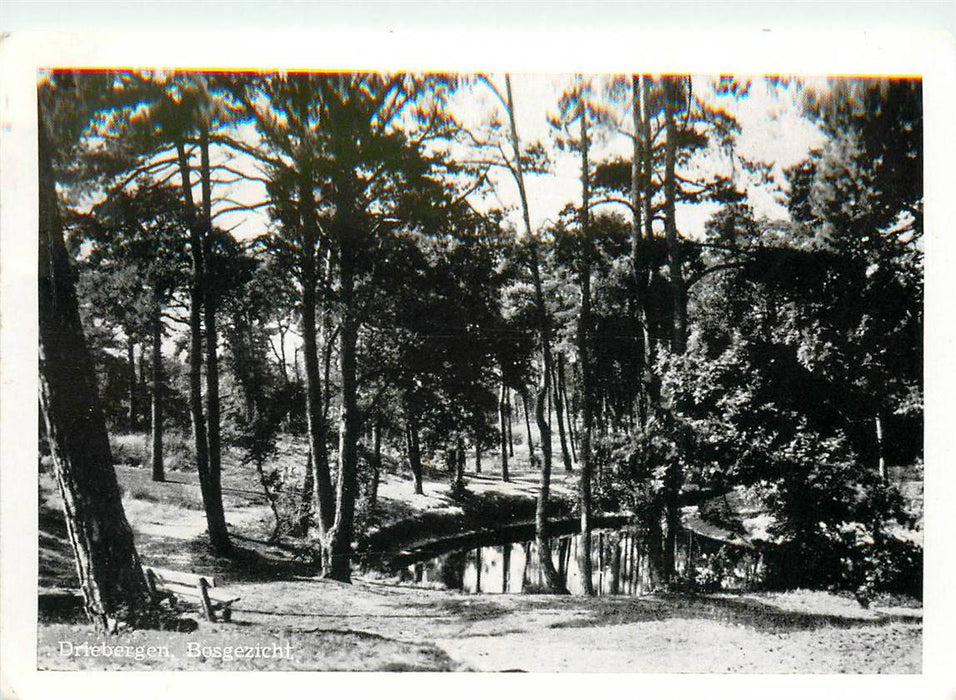 Driebergen-Rijsenburg Bosgezicht