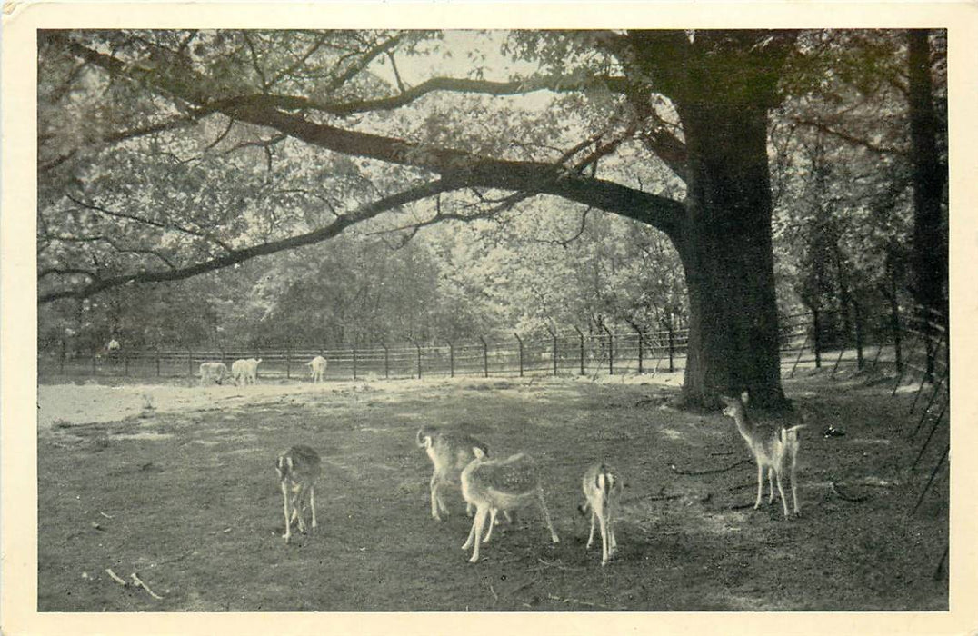 Driebergen-Rijsenburg Hertenkamp