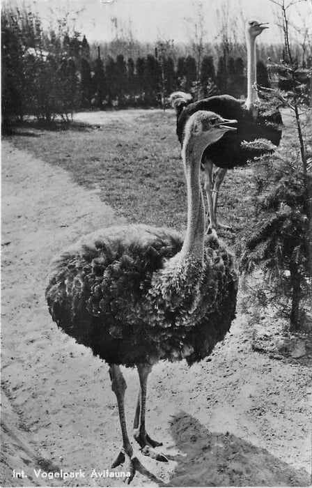 Alphen aan den Rijn Avifauna