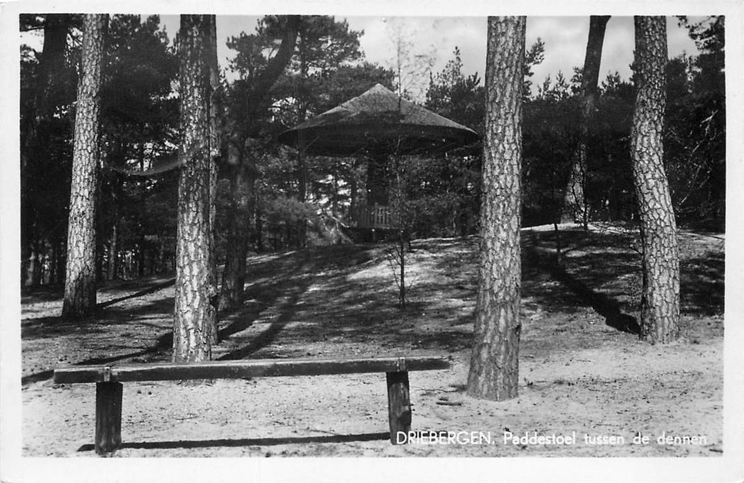 Driebergen-Rijsenburg Paddenstoel tussen de dennen