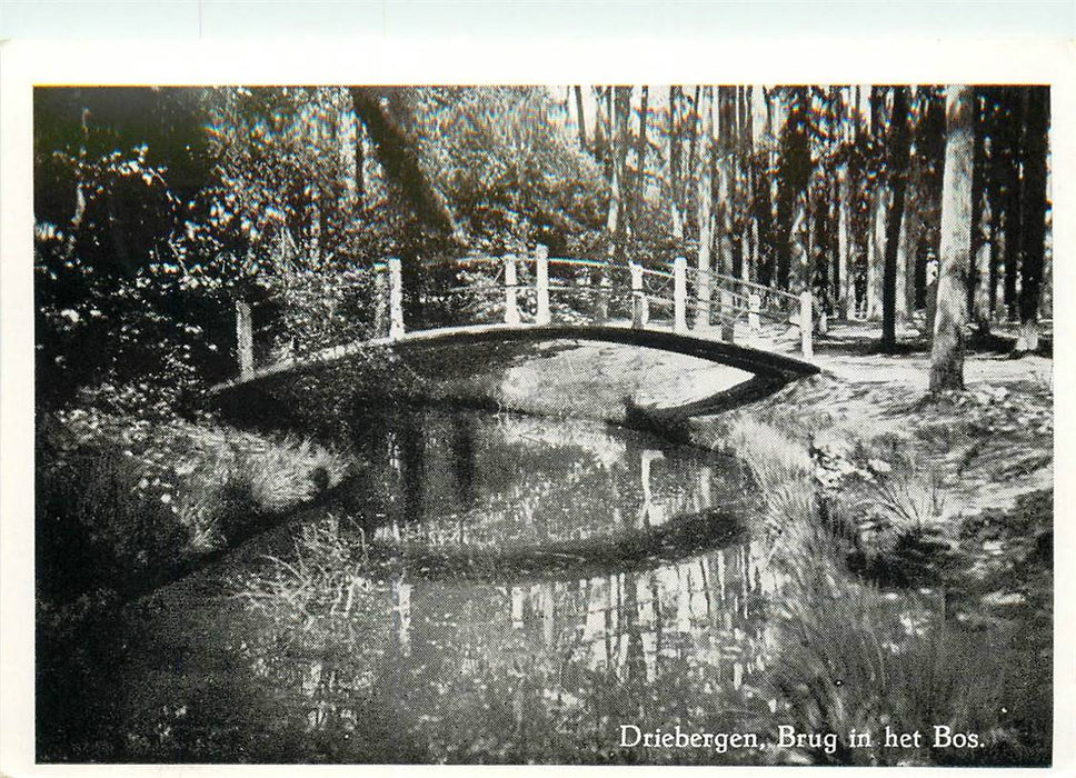 Driebergen-Rijsenburg Brug in het bos