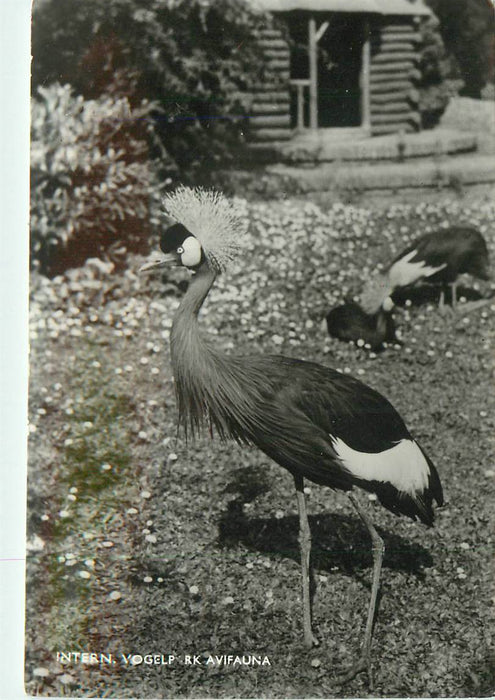 Alphen aan den Rijn Avifauna