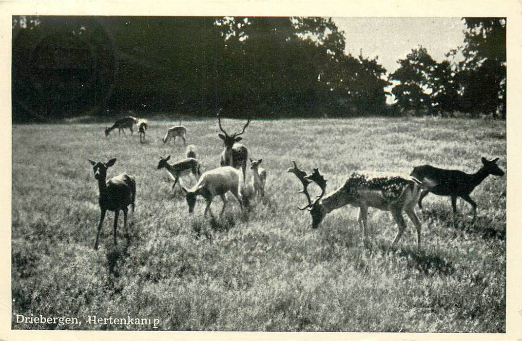 Driebergen-Rijsenburg Hertenkamp