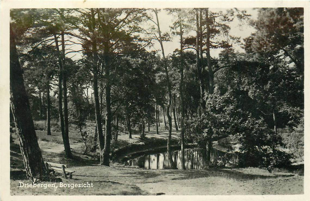 Driebergen-Rijsenburg Bosgezicht