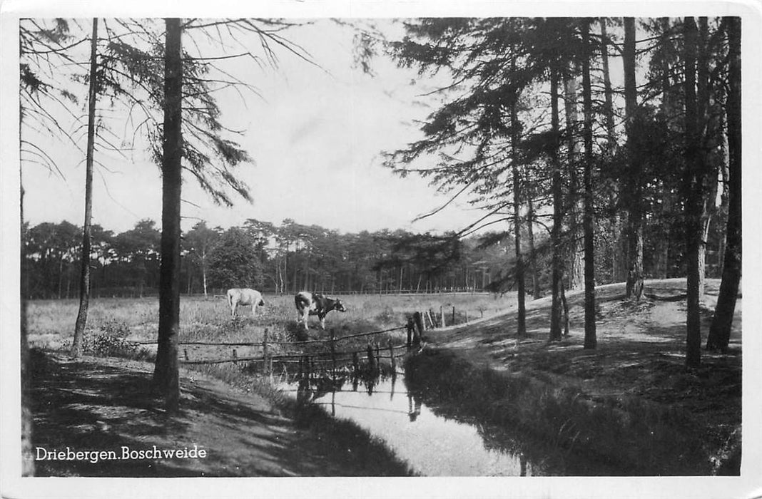 Driebergen-Rijsenburg Boschweide