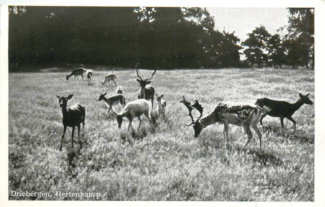 Driebergen-Rijsenburg Hertenkamp