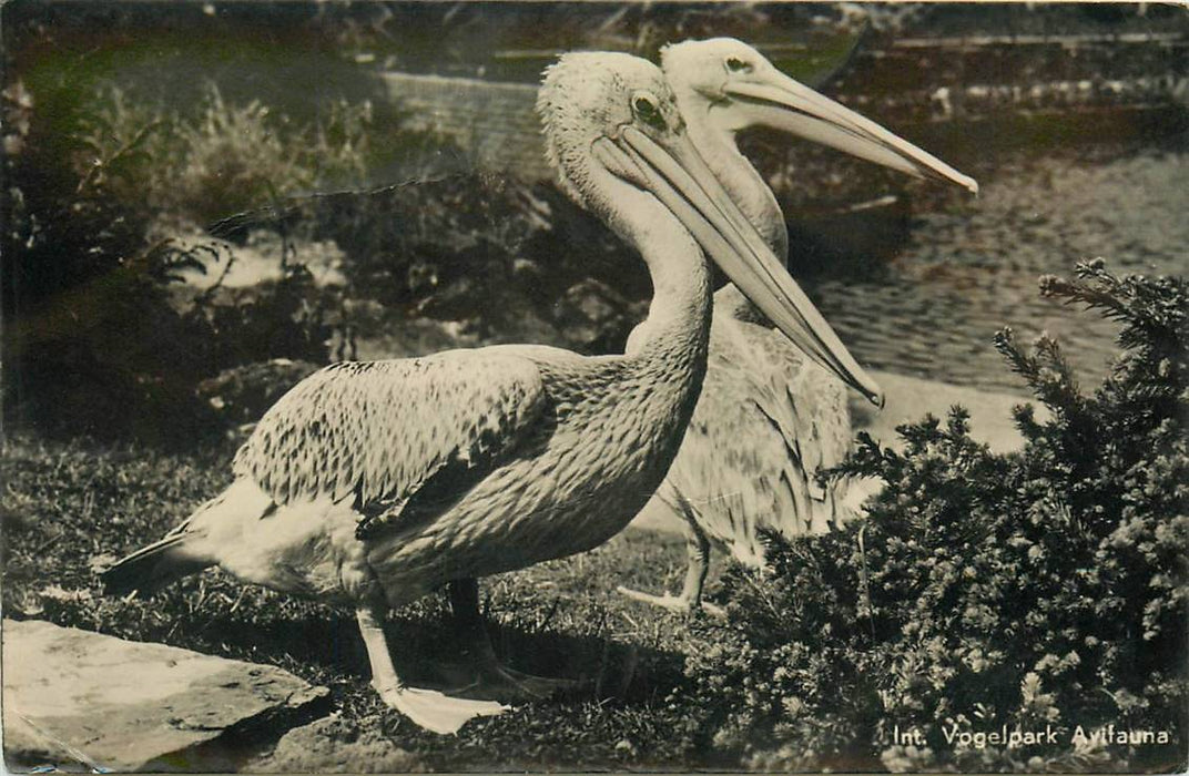 Alphen aan den Rijn Avifauna