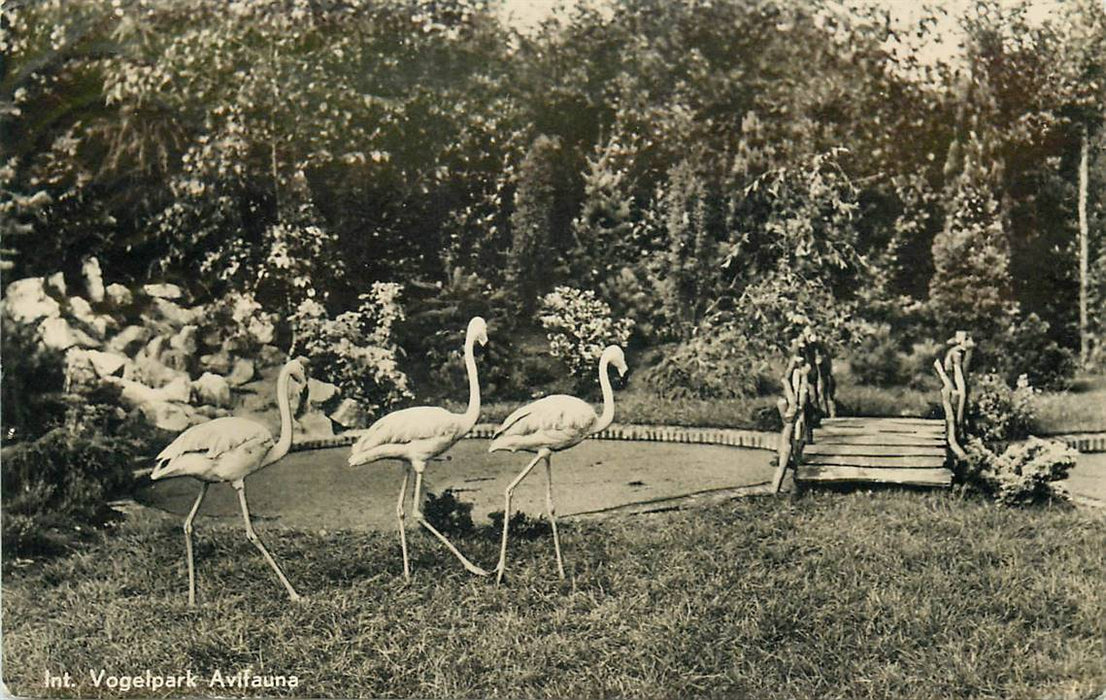 Alphen aan den Rijn Avifauna