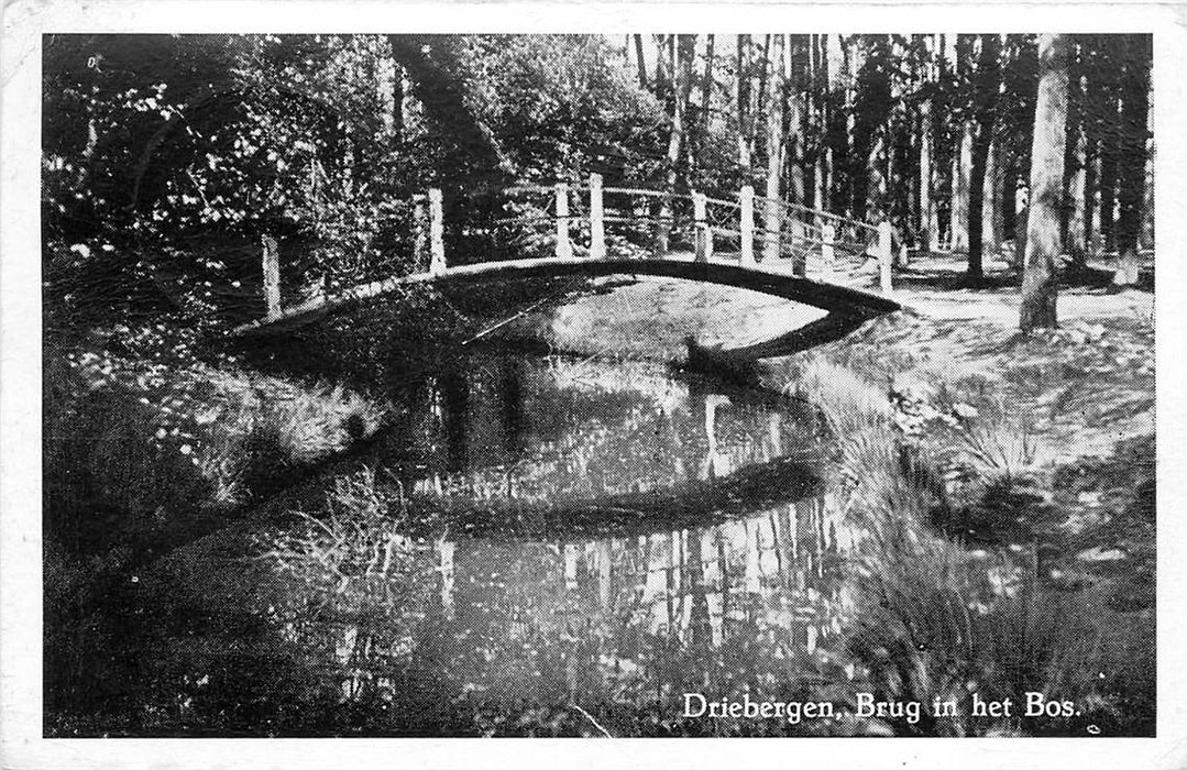 Driebergen-Rijsenburg Brug in het bos