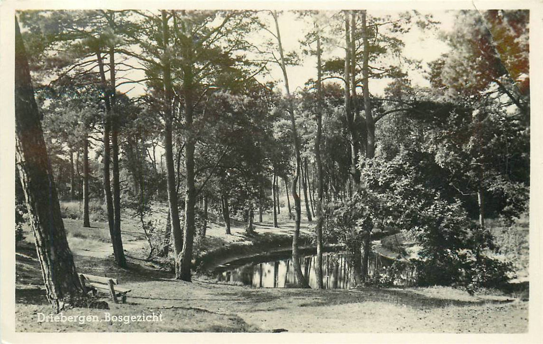 Driebergen-Rijsenburg Bosgezicht