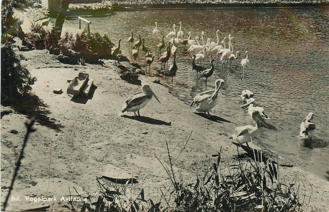 Alphen aan den Rijn Avifauna