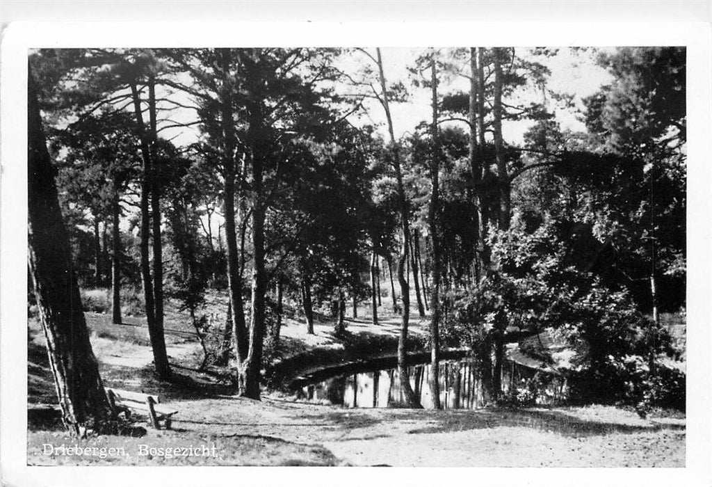 Driebergen-Rijsenburg Bosgezicht