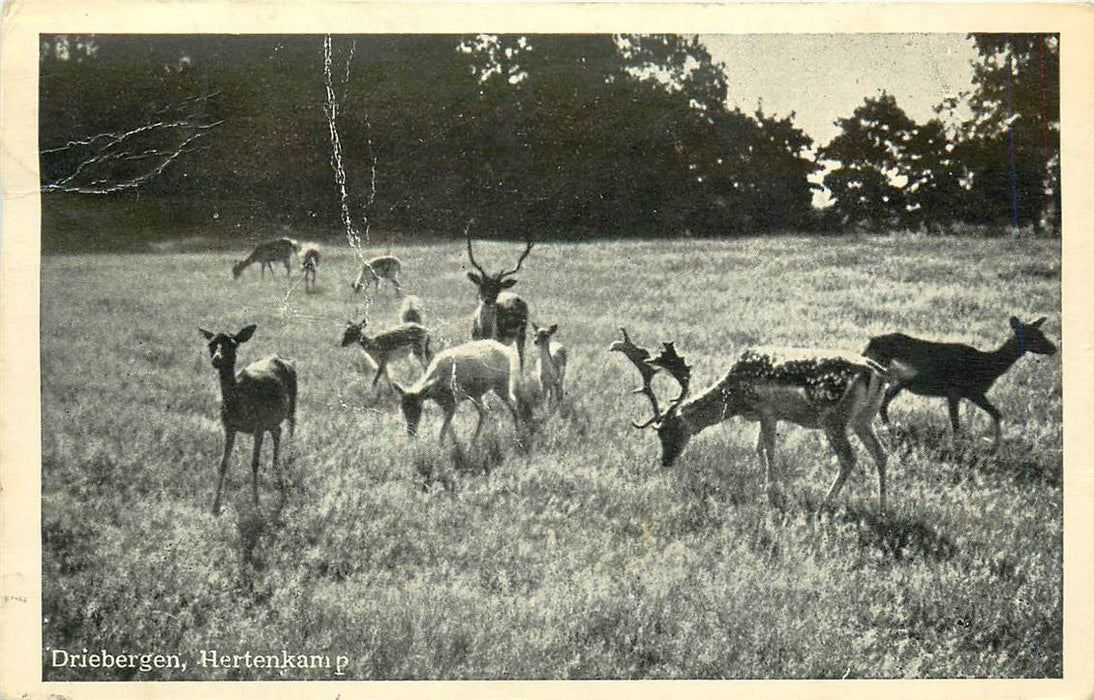 Driebergen-Rijsenburg Hertenkamp