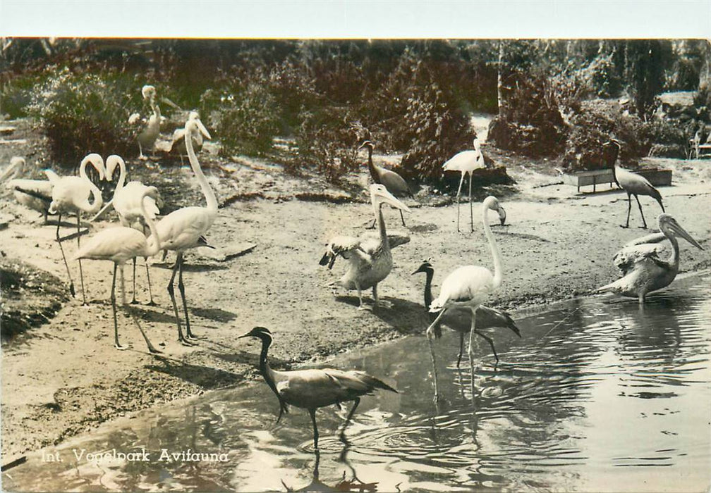 Alphen aan den Rijn Avifauna