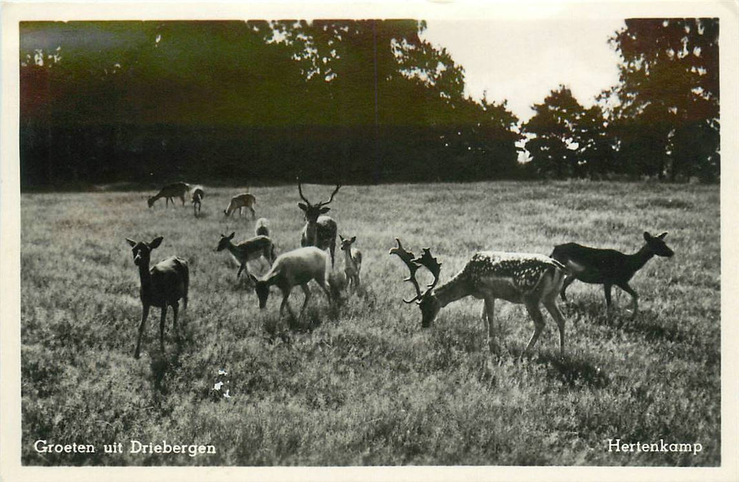 Driebergen-Rijsenburg Hertenkamp