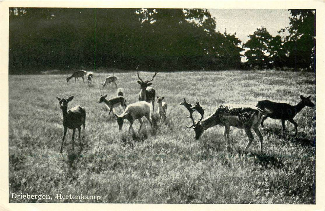 Driebergen-Rijsenburg Hertenkamp