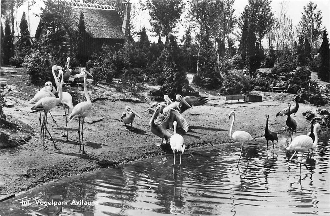 Alphen aan den Rijn Avifauna