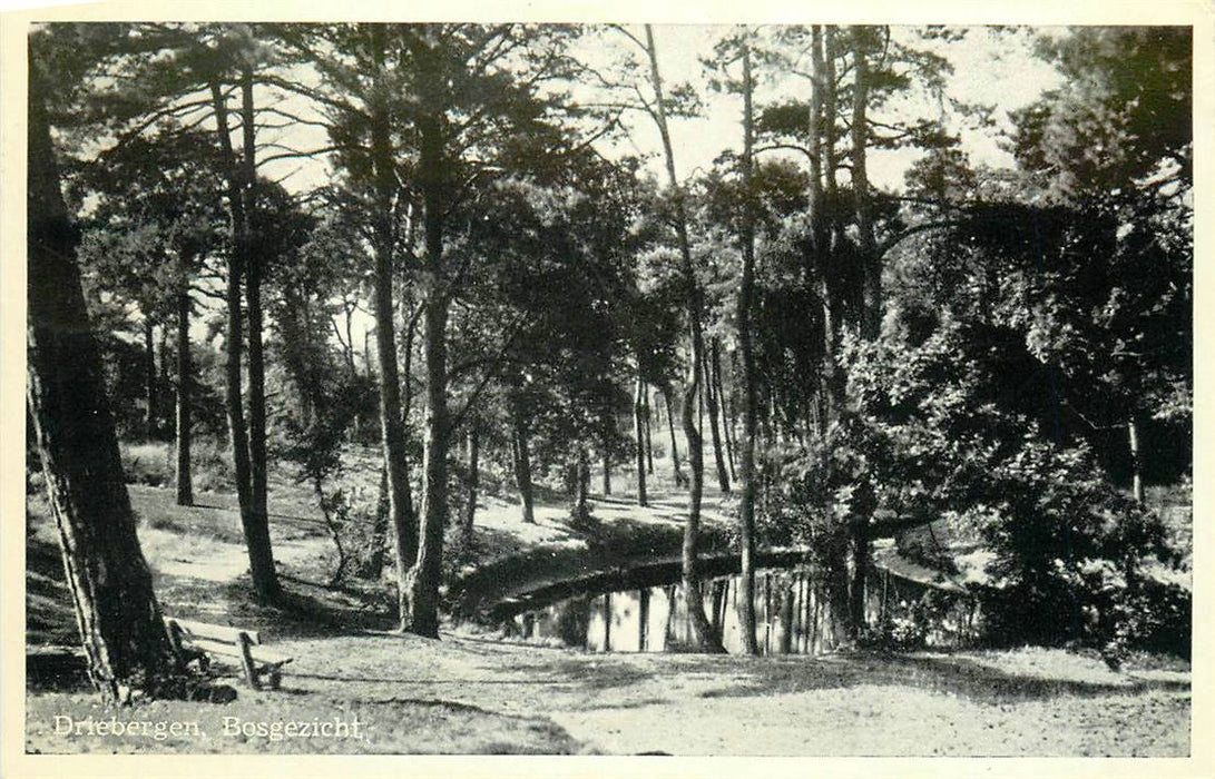 Driebergen-Rijsenburg Bosgezicht