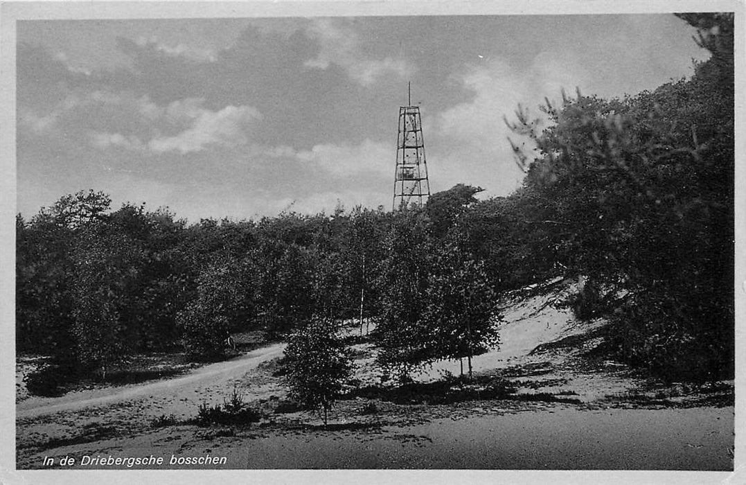 Driebergen-Rijsenburg Bossen