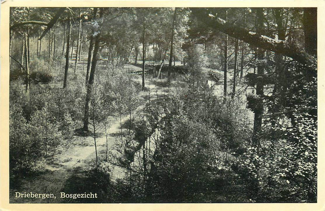 Driebergen-Rijsenburg Bosgezicht