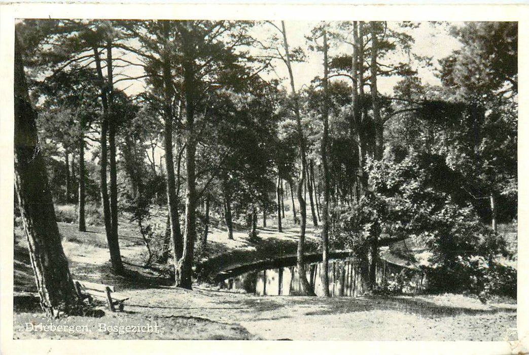 Driebergen-Rijsenburg Bosgezicht