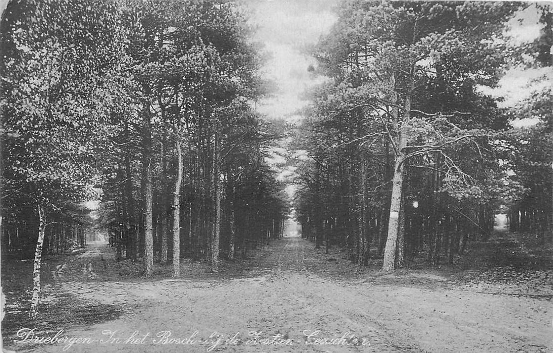 Driebergen-Rijsenburg In het Bosch