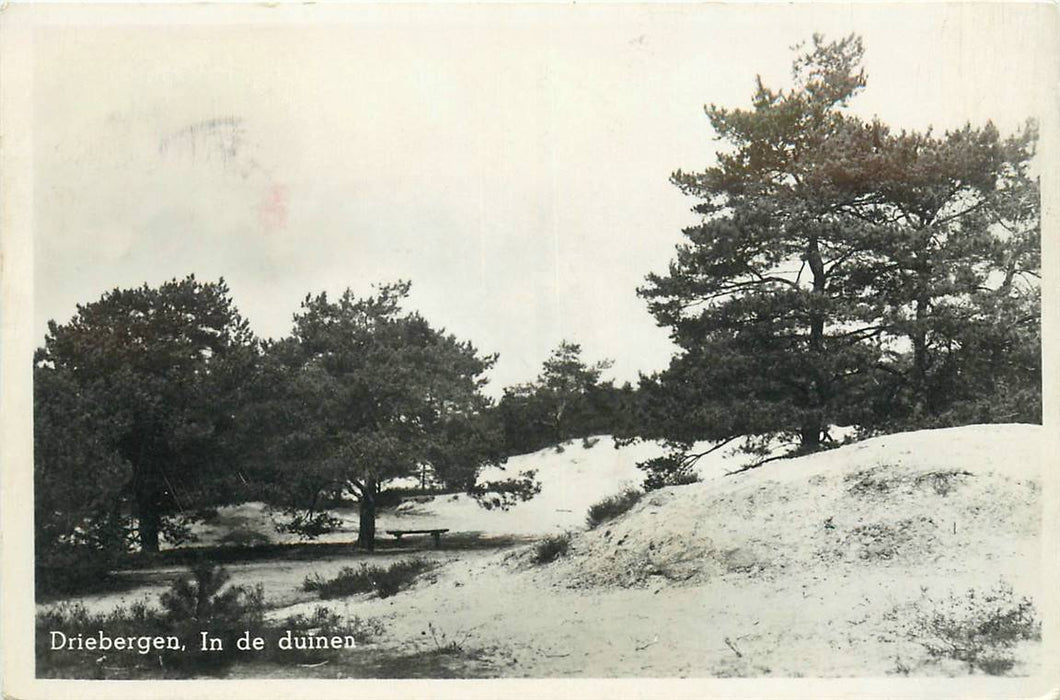 Driebergen-Rijsenburg In de duinen