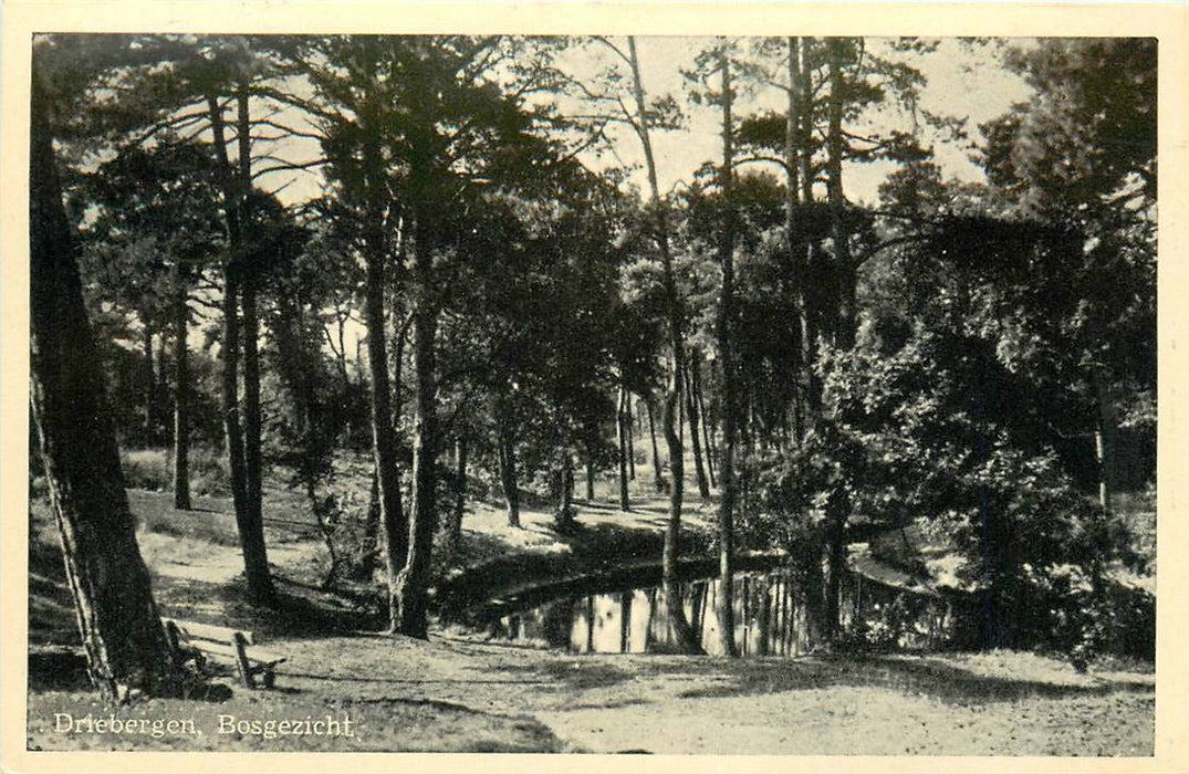 Driebergen-Rijsenburg Bosgezicht