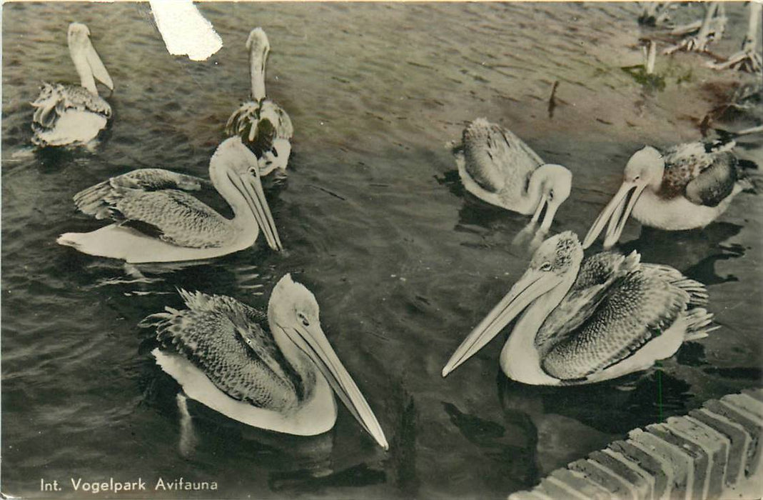 Alphen aan den Rijn Avifauna