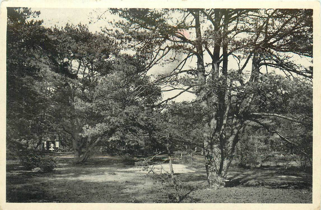 Doorn Het Grote Bos